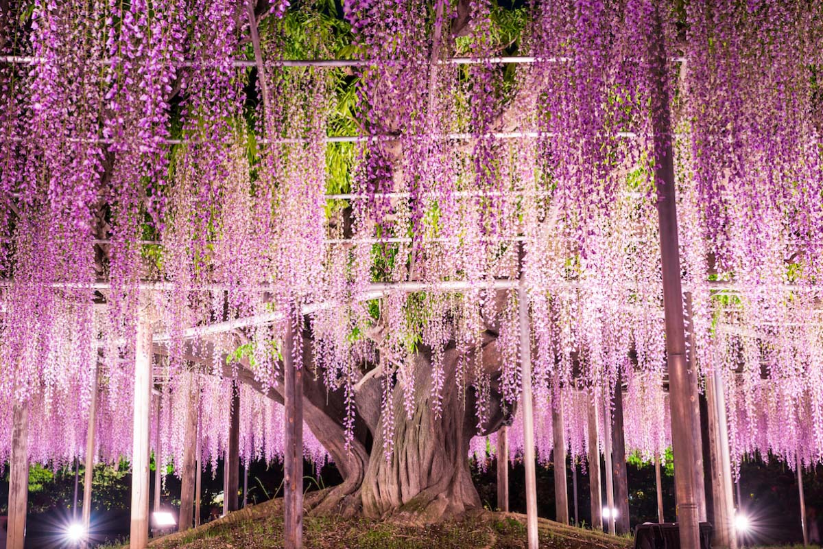 Công viên hoa "Ashikaga Flower Park"