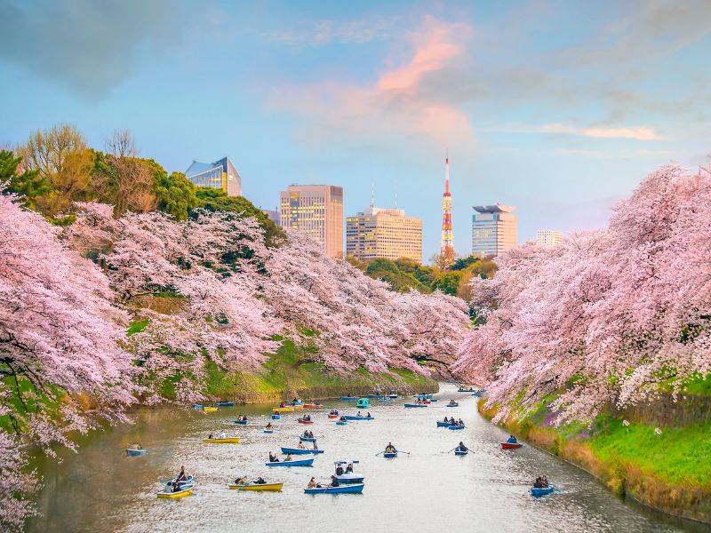 Địa điểm ngắm hoa anh đào ở Tokyo: Lịch nở và kinh nghiệm du lịch