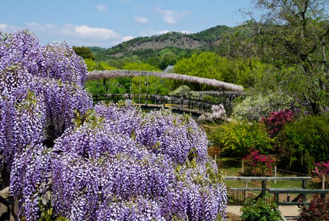 Tochigi988_1 (670×450)